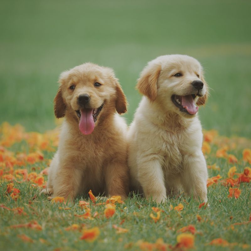 阿提桑诺曼底短腿犬