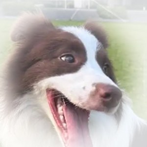 短吻型