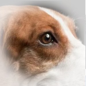 方形吻