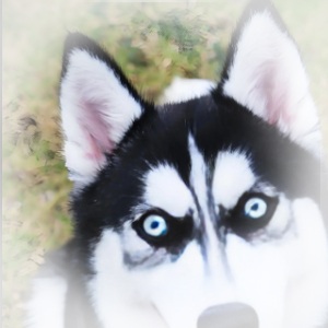 钩状尾