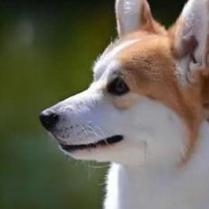 蝙蝠耳