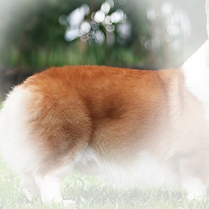 宽体型