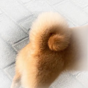 三层毛