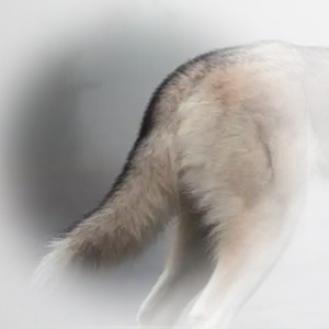 双层毛
