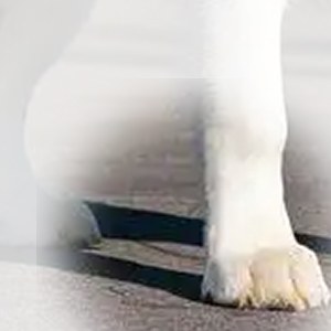 兔型爪