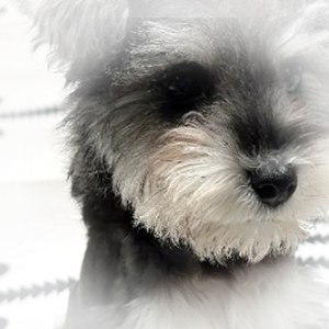 圆形眼