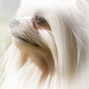 陨石色